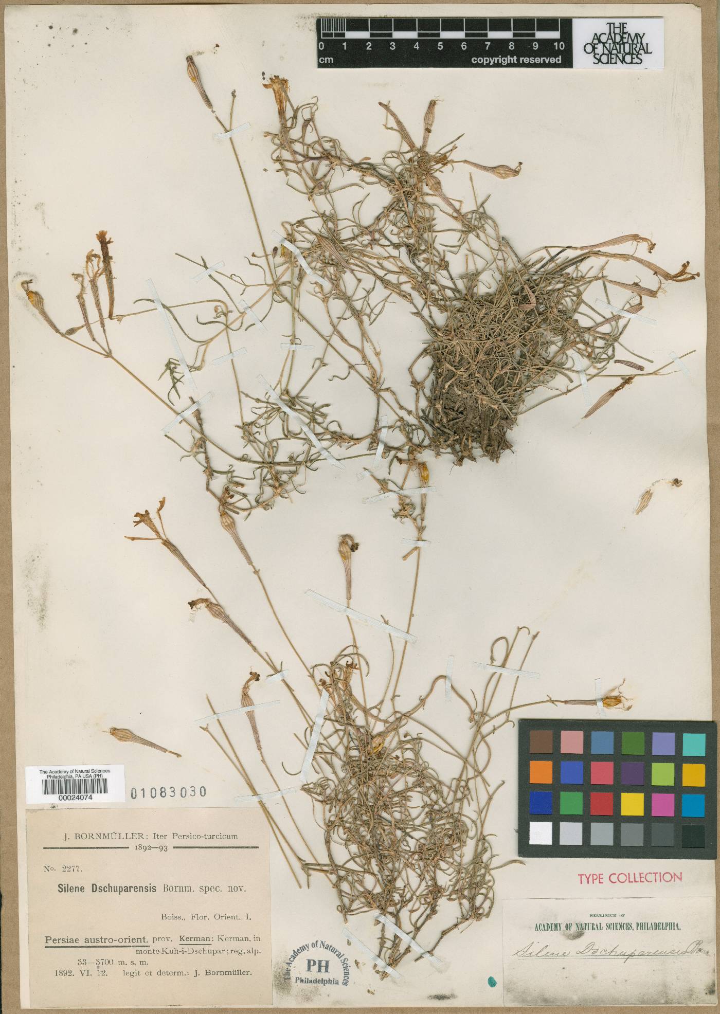 Silene dschuparensis image