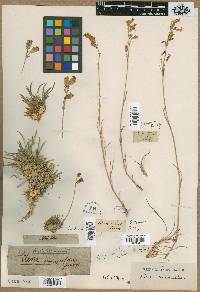 Silene graminifolia image