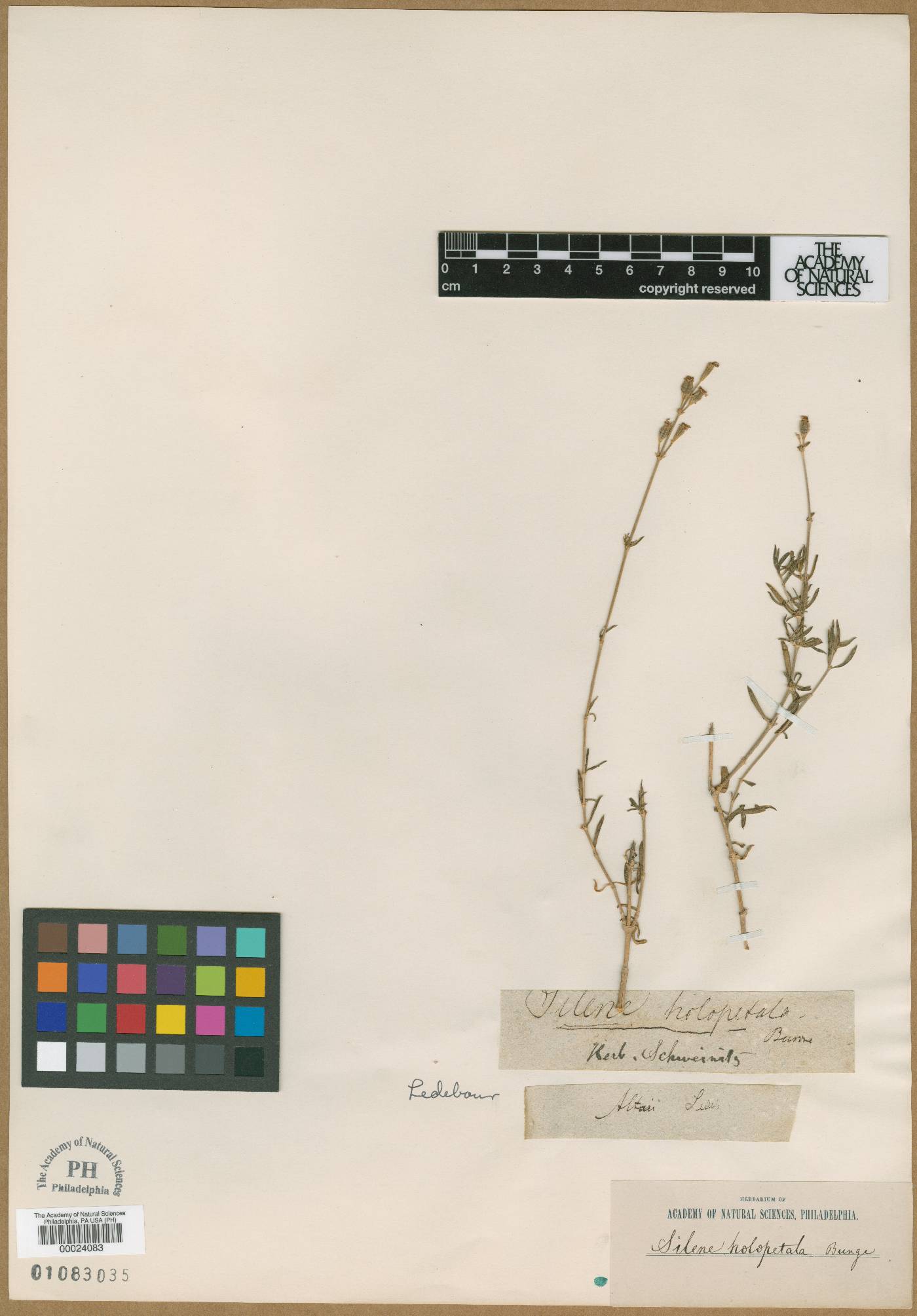 Silene sibirica image