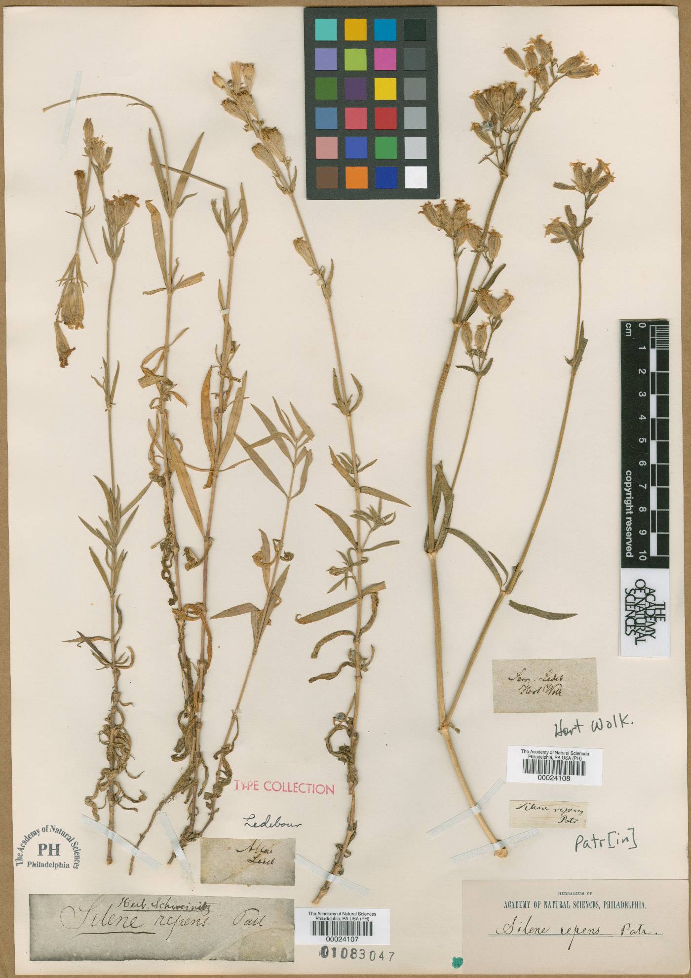 Silene repens image