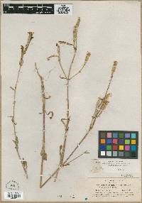 Silene occidentalis subsp. longistipitata image