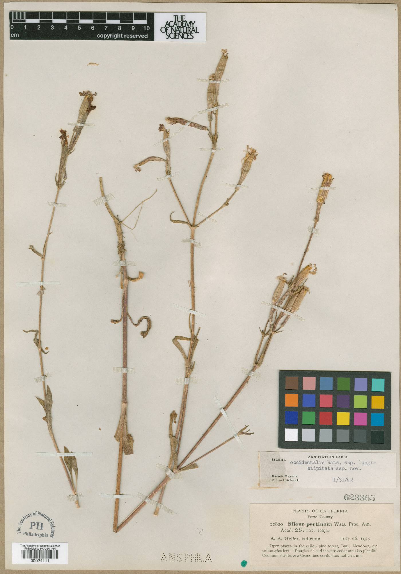 Silene occidentalis image