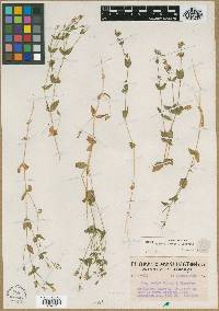 Silene seelyi image
