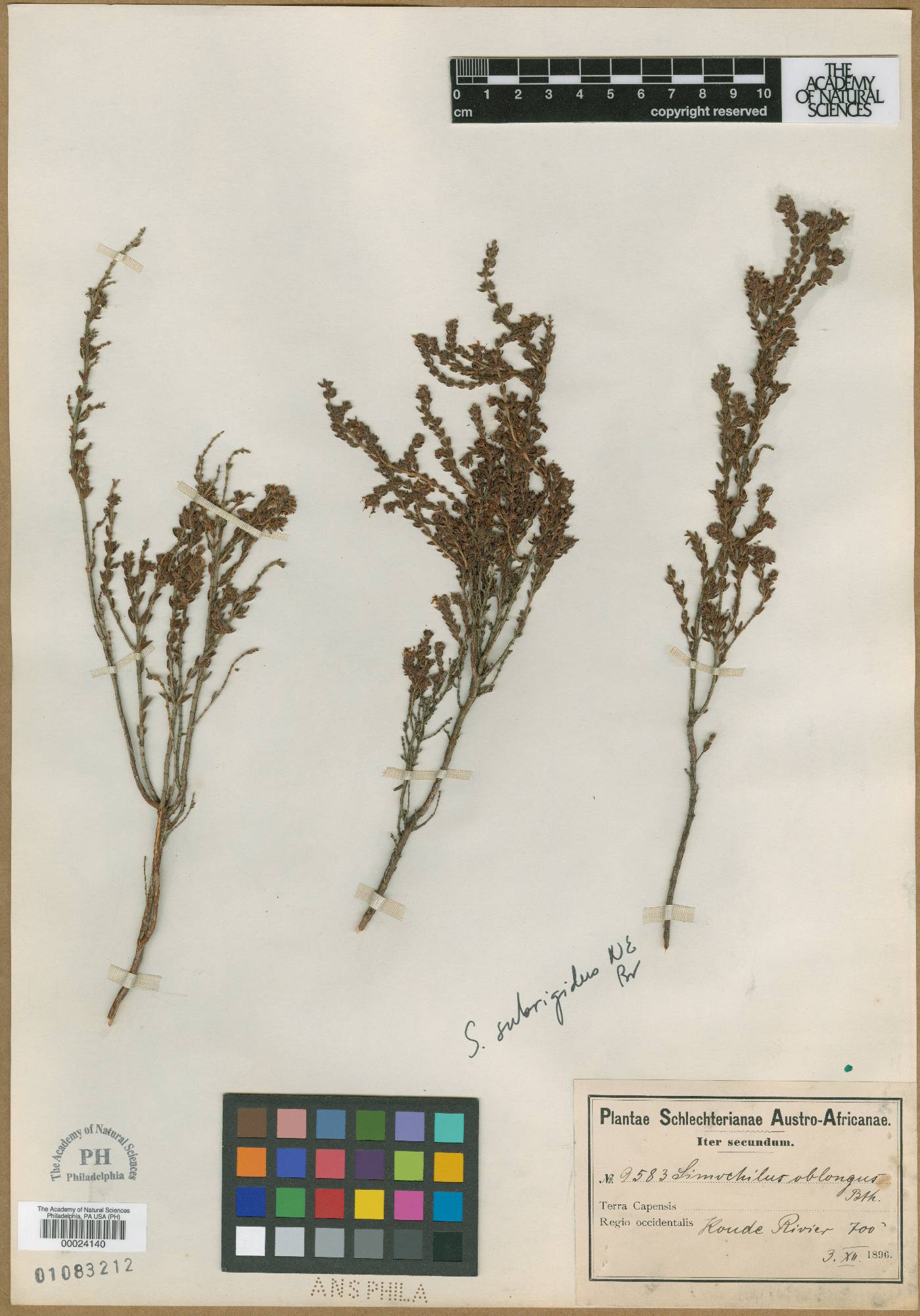 Erica glabella subsp. laevis image