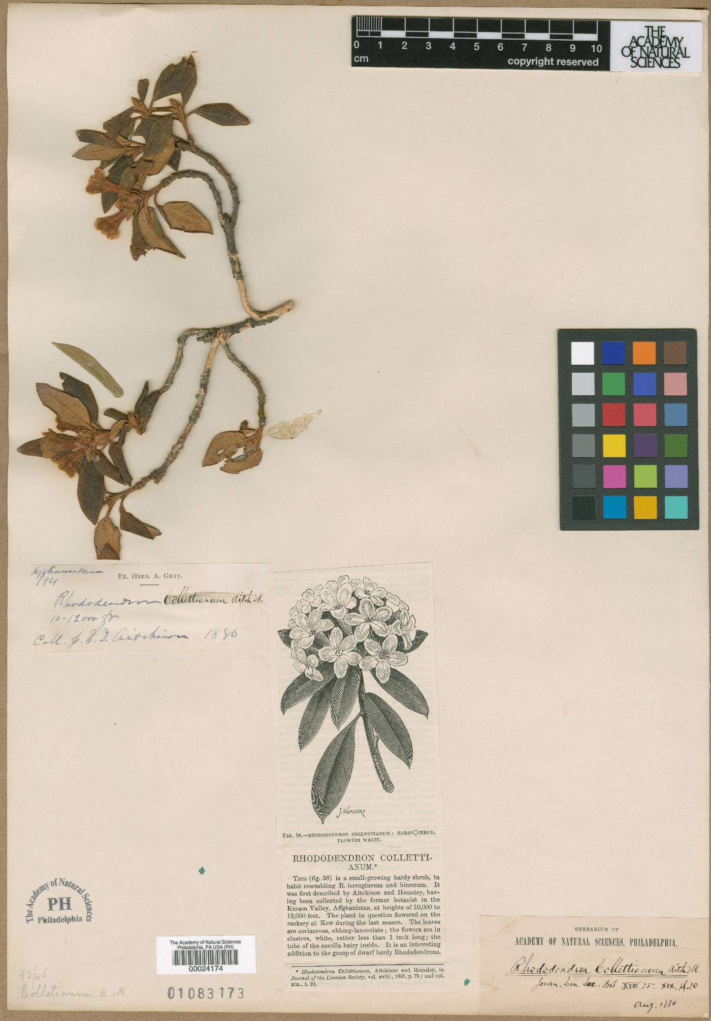 Rhododendron collettianum image