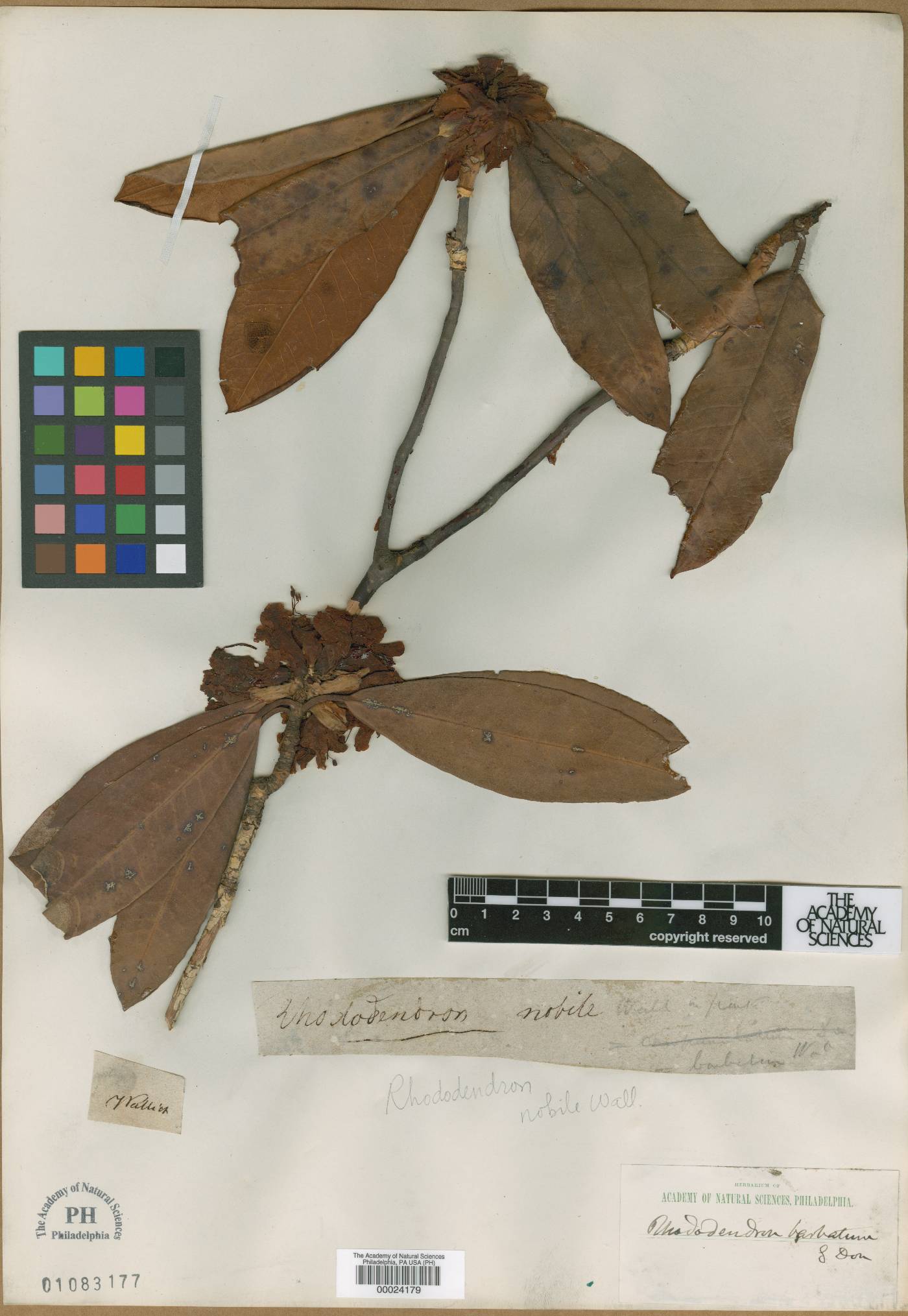 Rhododendron campanulatum subsp. campanulatum image