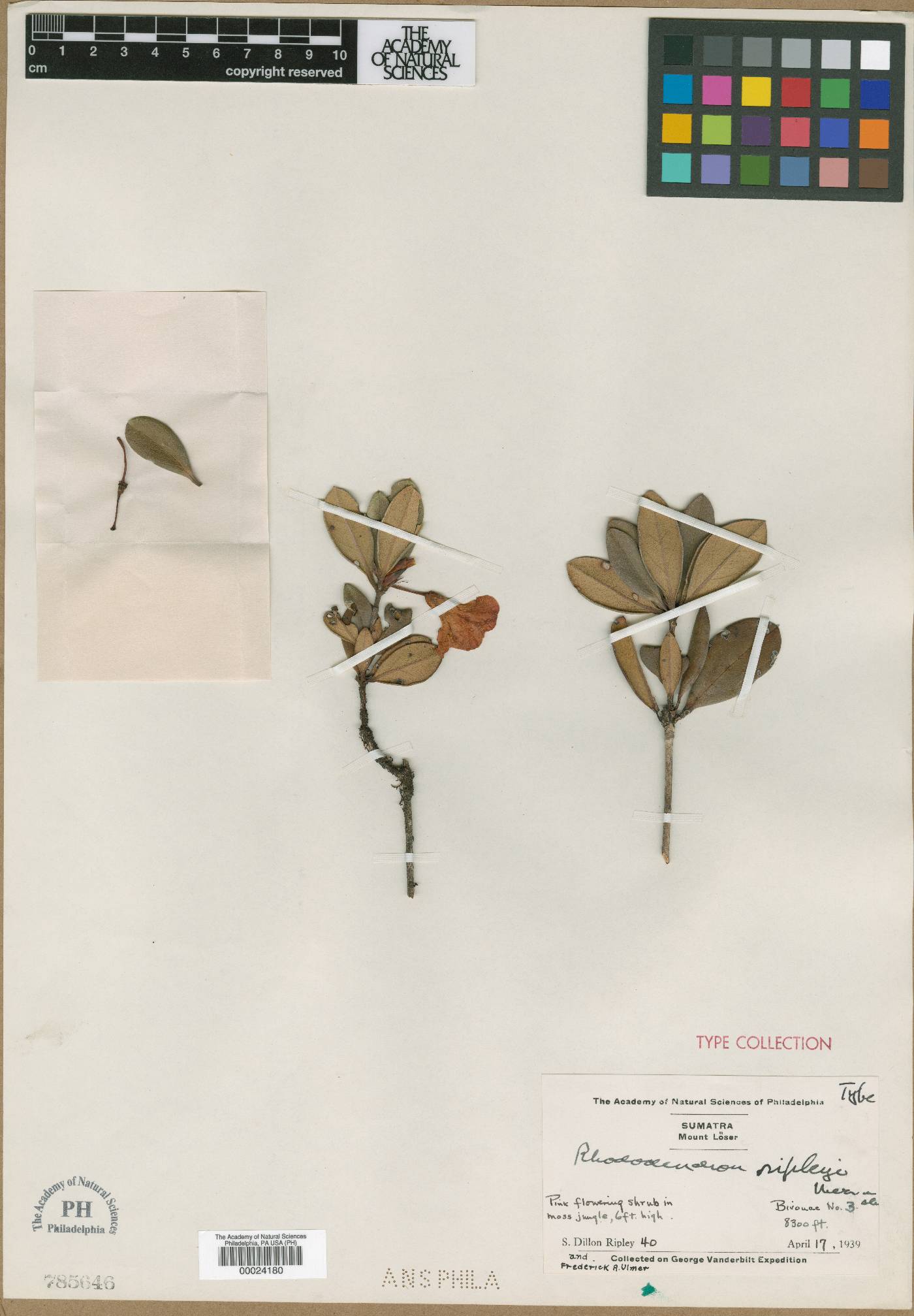 Rhododendron ripleyi image