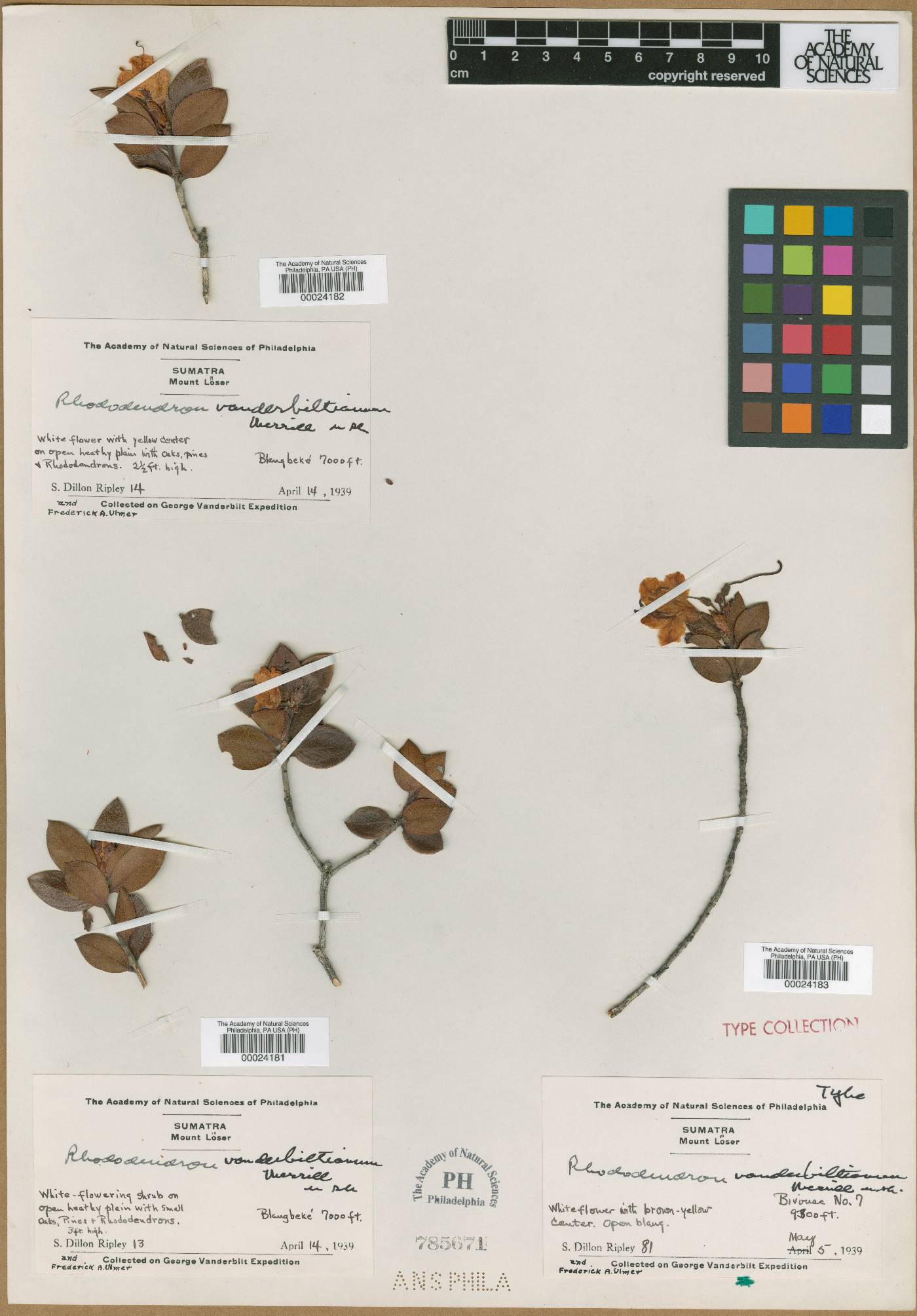 Rhododendron vanderbiltianum image