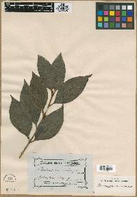 Image of Rhodomyrtus trineura