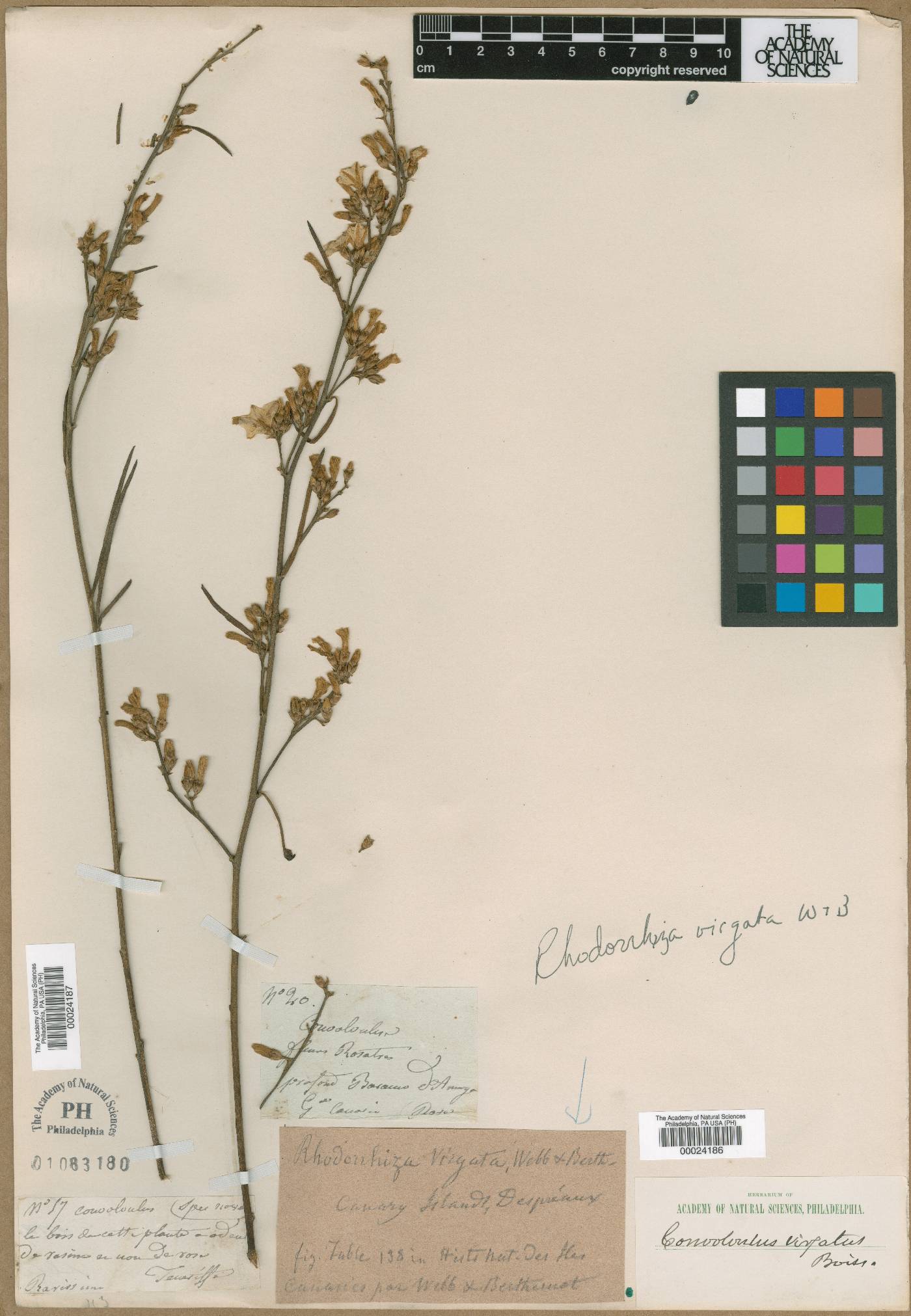 Convolvulus × despreauxii image