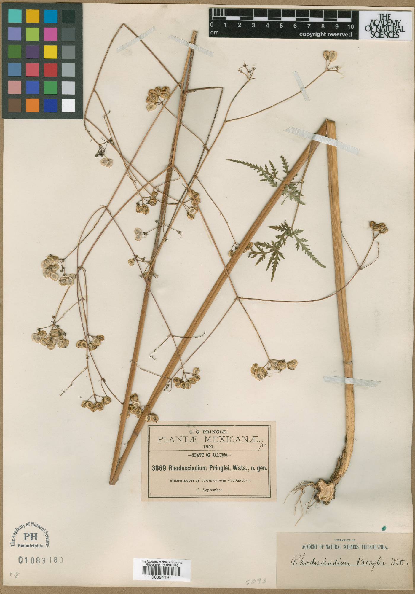 Rhodosciadium pringlei image