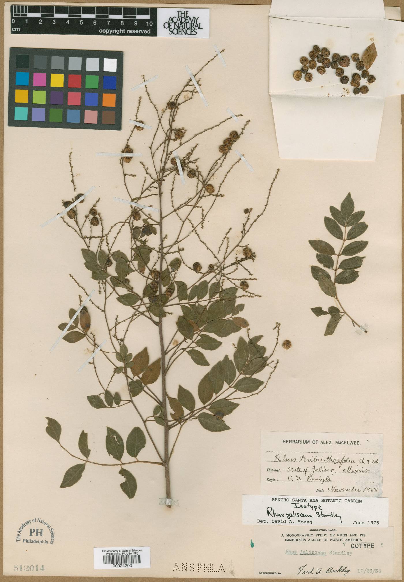 Rhus jaliscana image