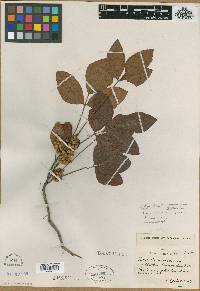 Toxicodendron pubescens image