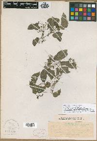 Rhynchoglossum spumosum image
