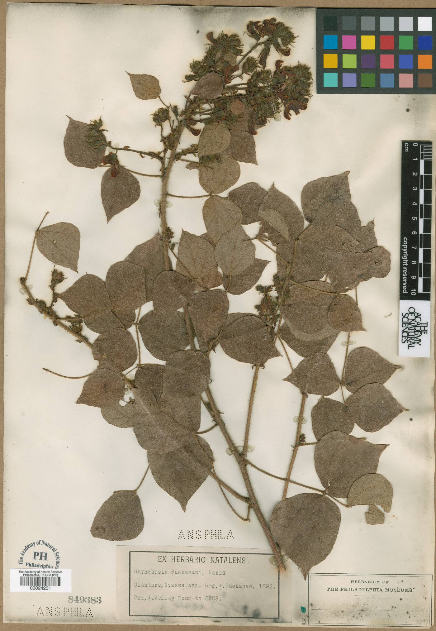 Rhynchosia buchananii image