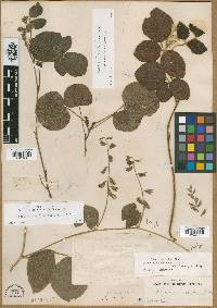 Rhynchosia latifolia image