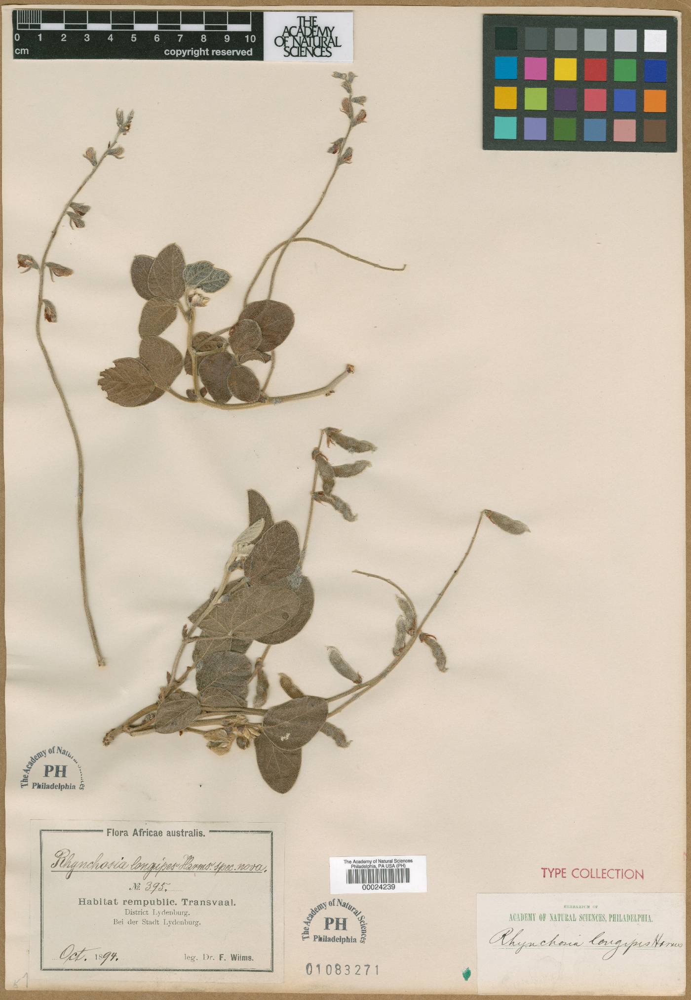 Rhynchosia longipes image