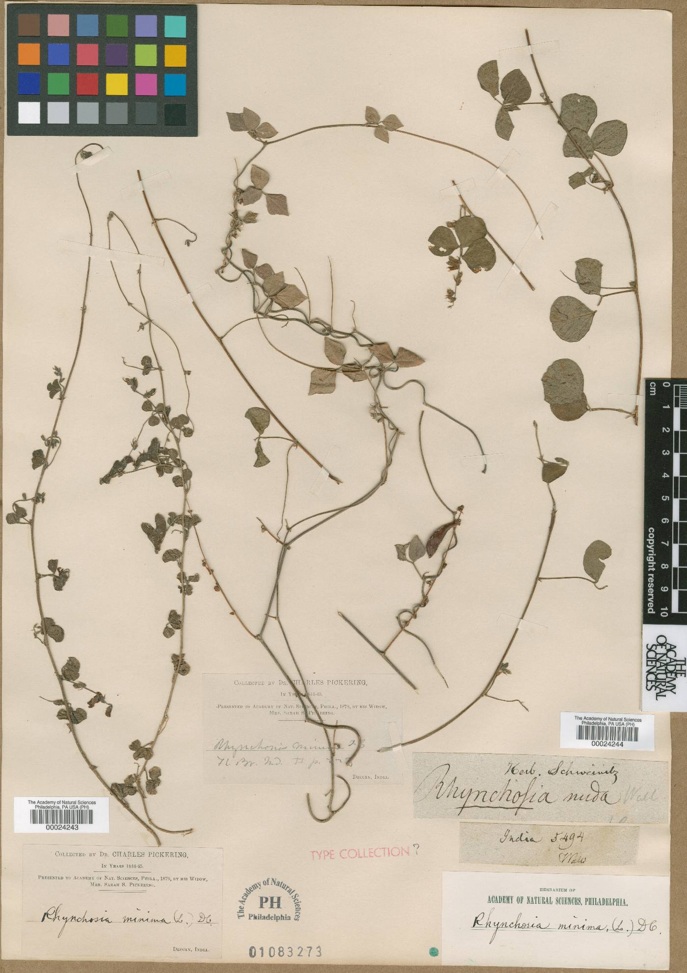 Rhynchosia minima var. nuda image