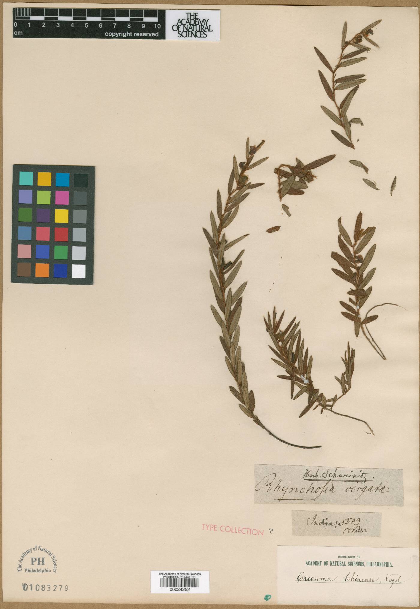 Rhynchosia virgata image