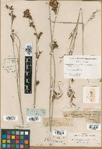Rhynchospora caduca image
