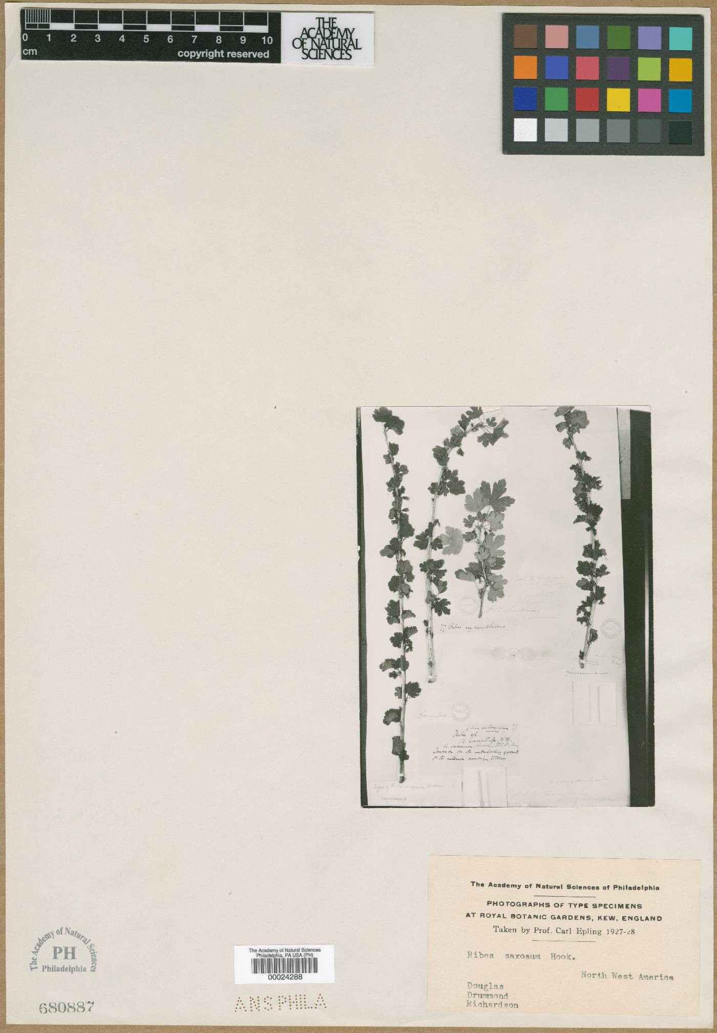 Ribes saxosum image