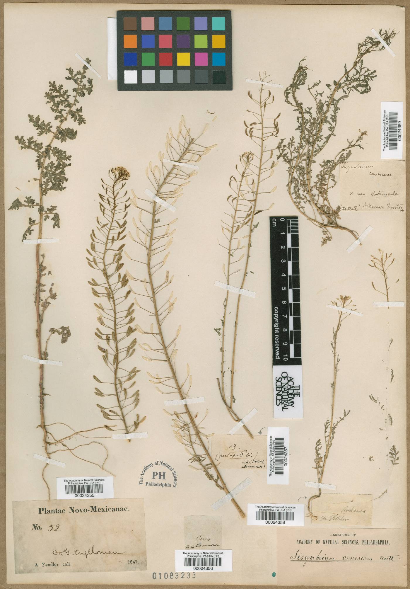 Sisymbrium canescens image
