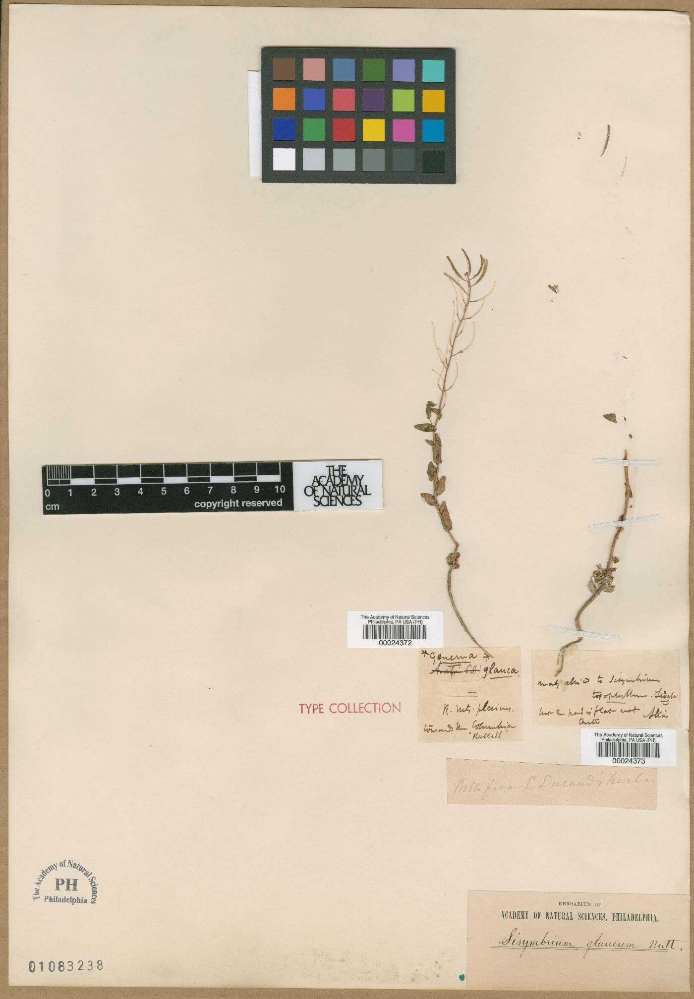 Eutrema salsugineum image