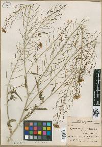 Sisymbrium loeselii image