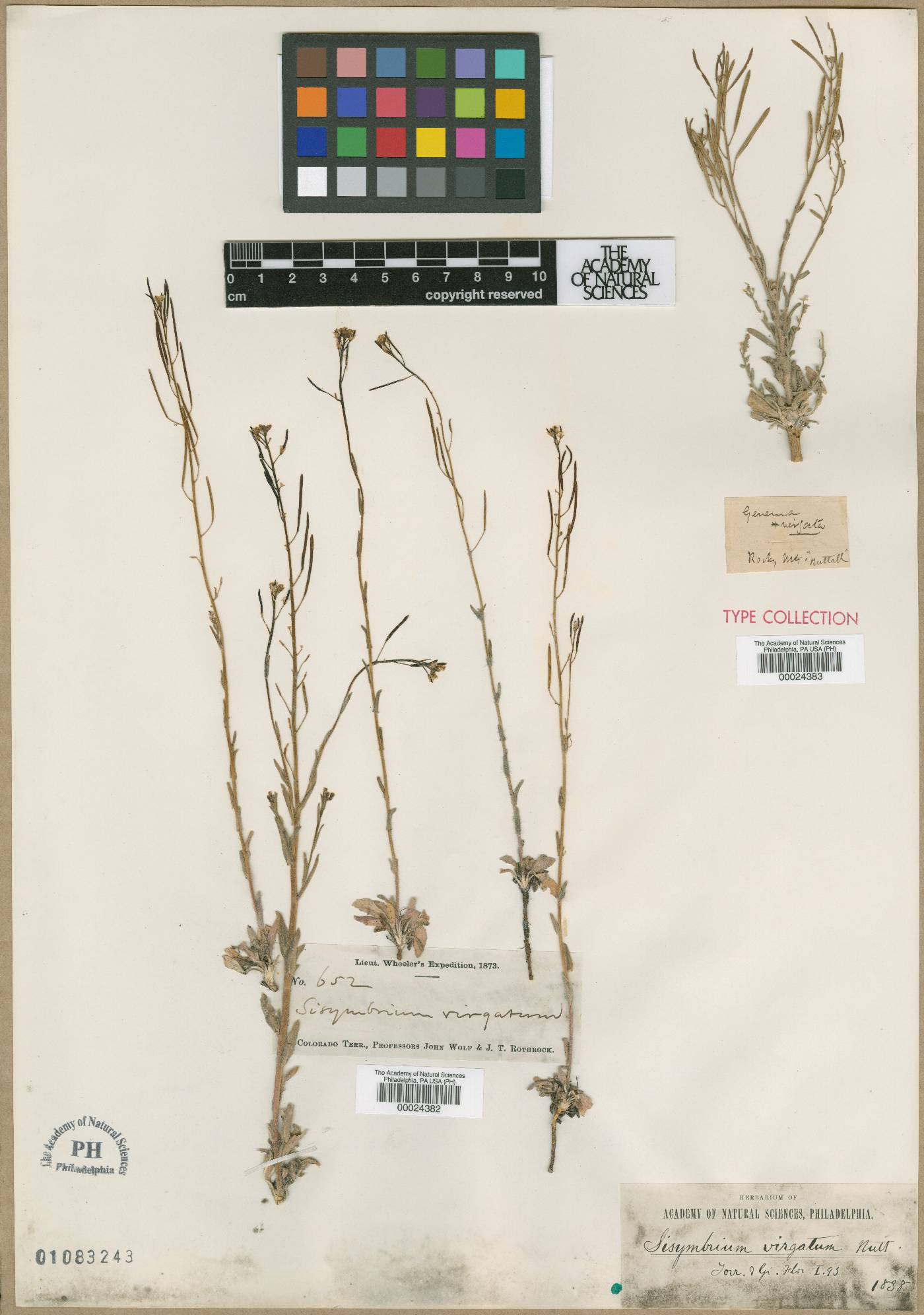 Sisymbrium virgatum image