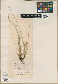 Sisyrinchium bellum image