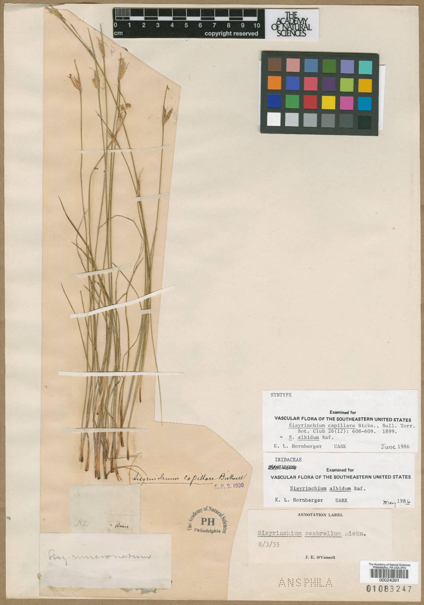 Sisyrinchium capillare image