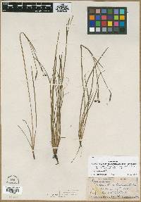 Sisyrinchium miamiense image