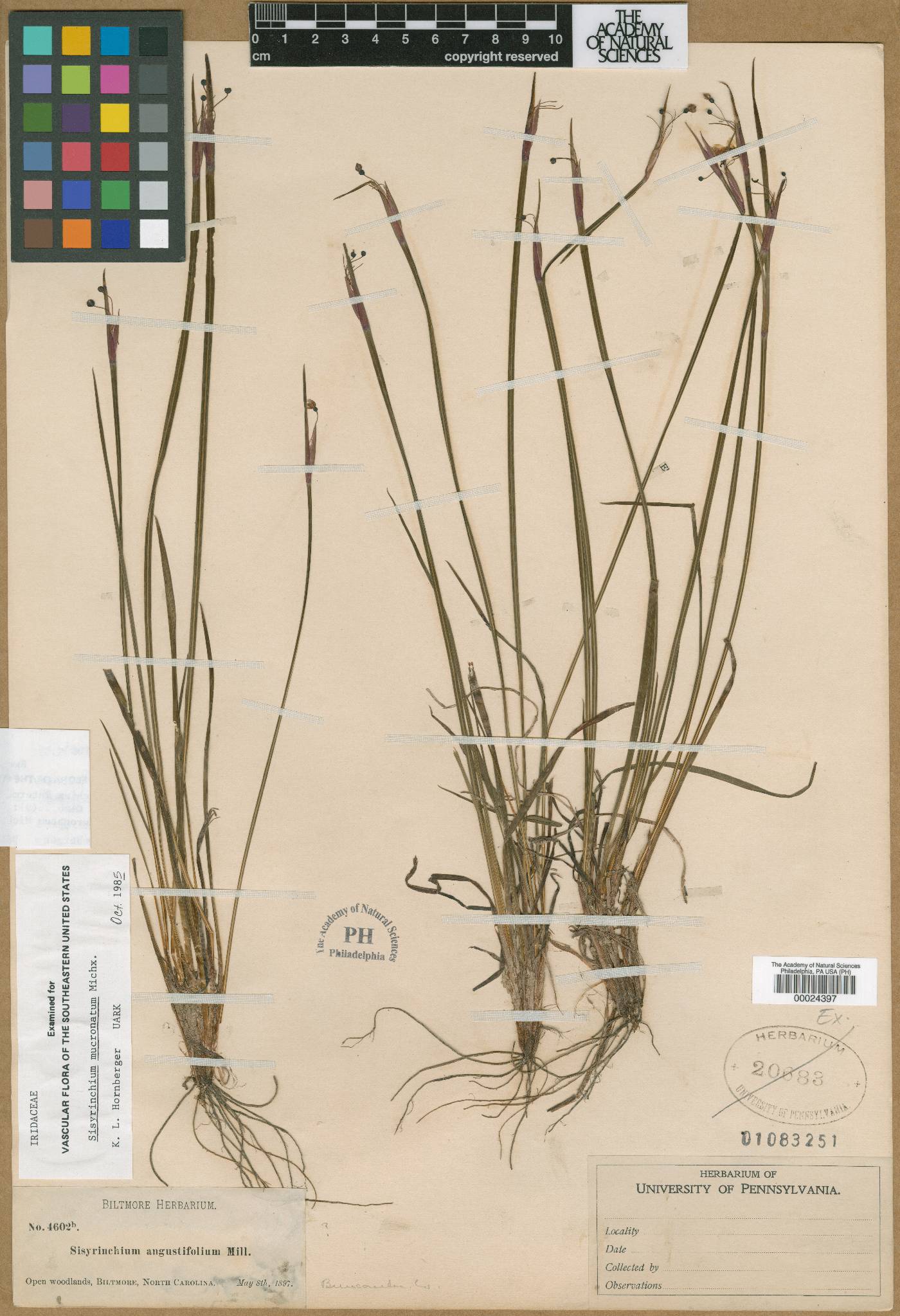 Sisyrinchium intermedium image