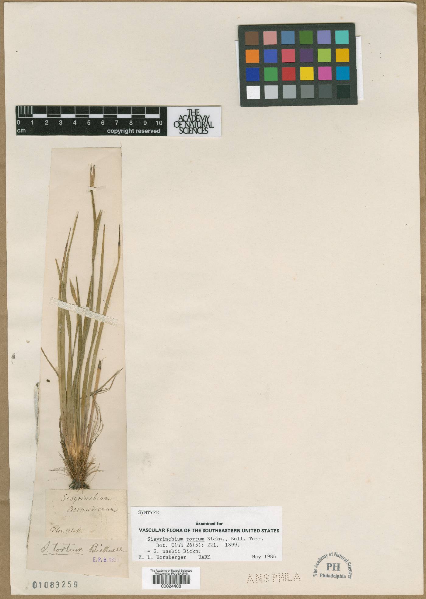 Sisyrinchium tortum image