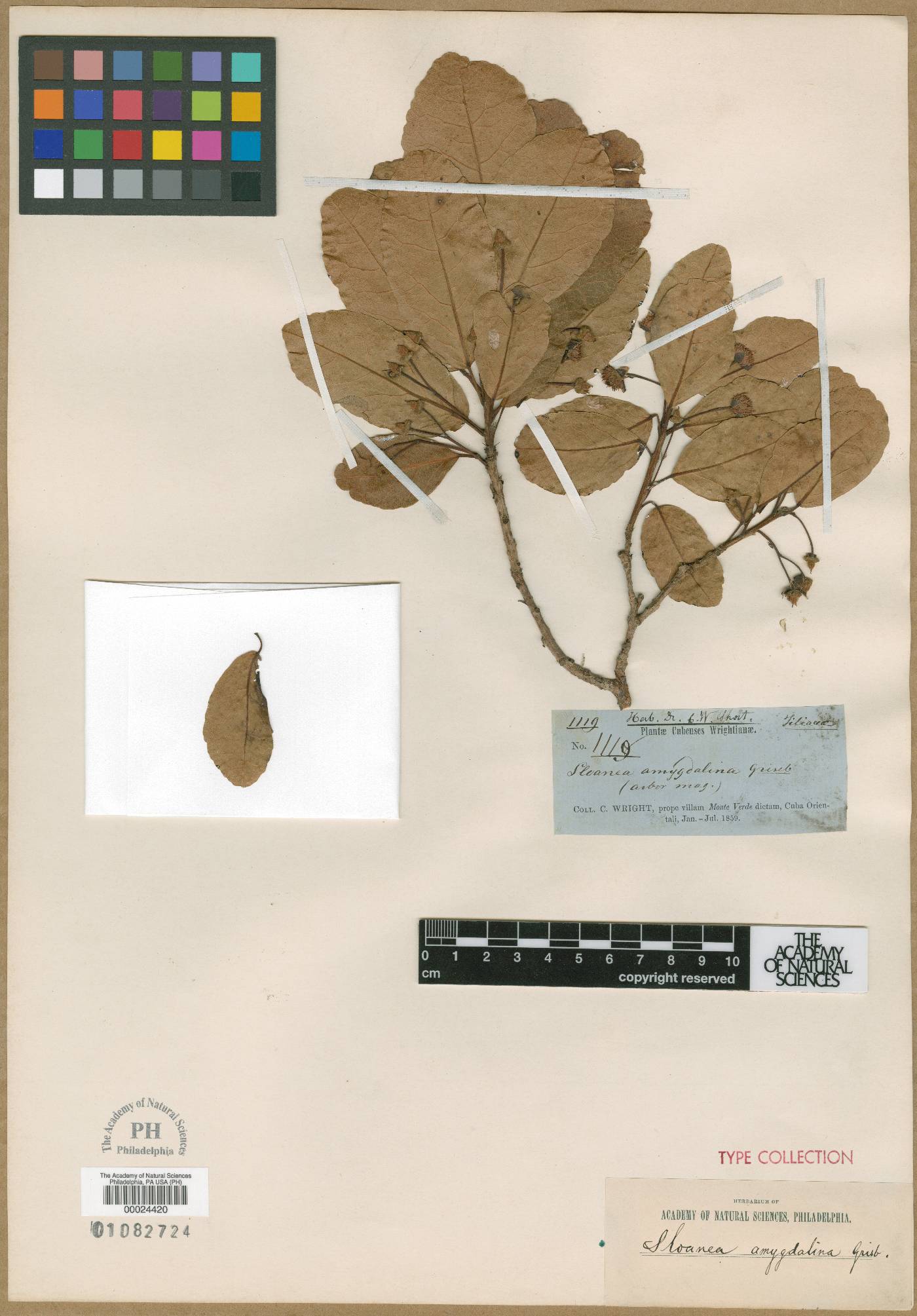 Sloanea amygdalina image