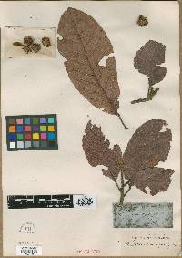 Sloanea curatellifolia image