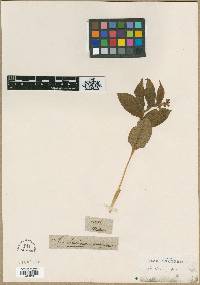 Image of Maianthemum purpureum
