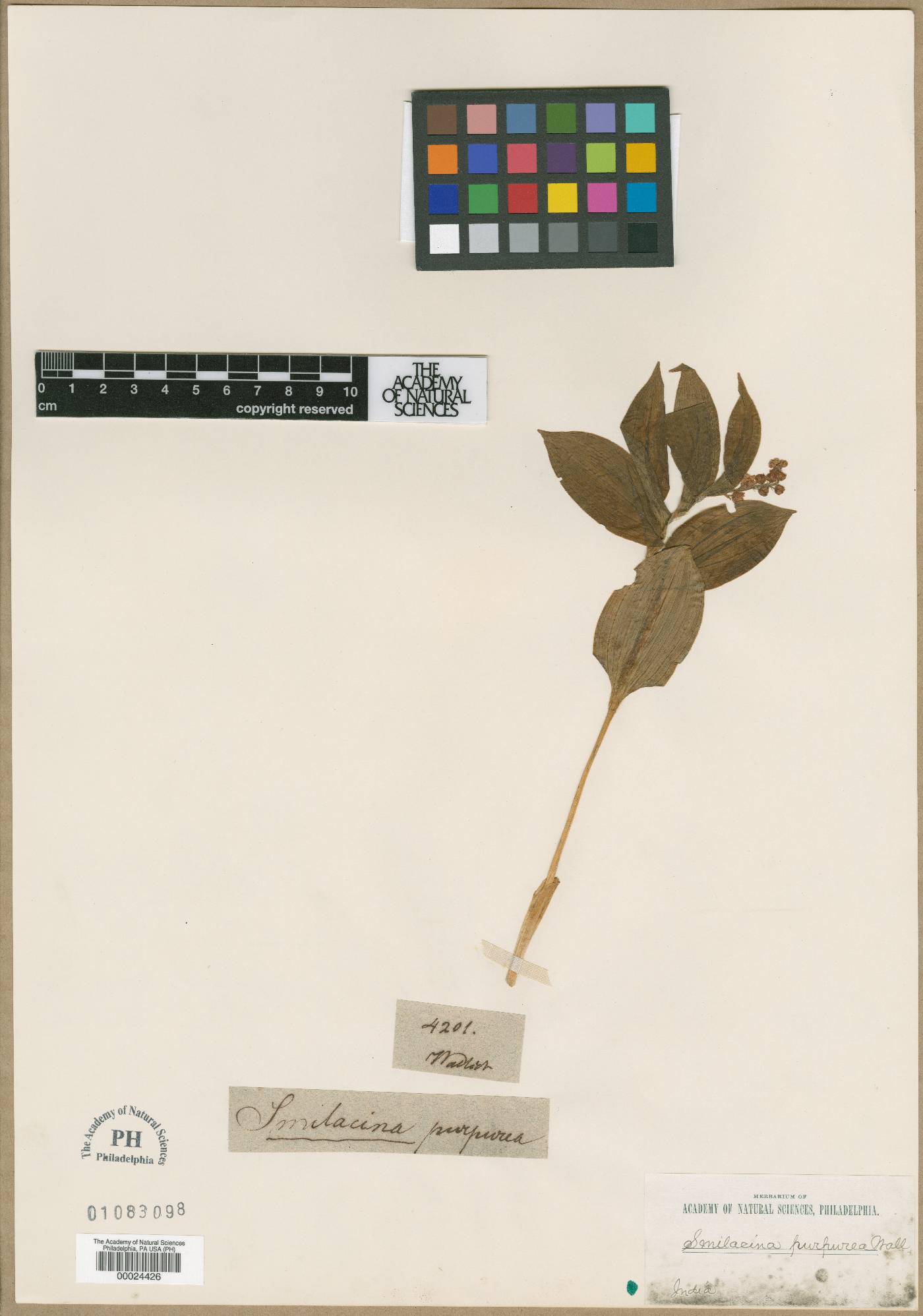Maianthemum purpureum image