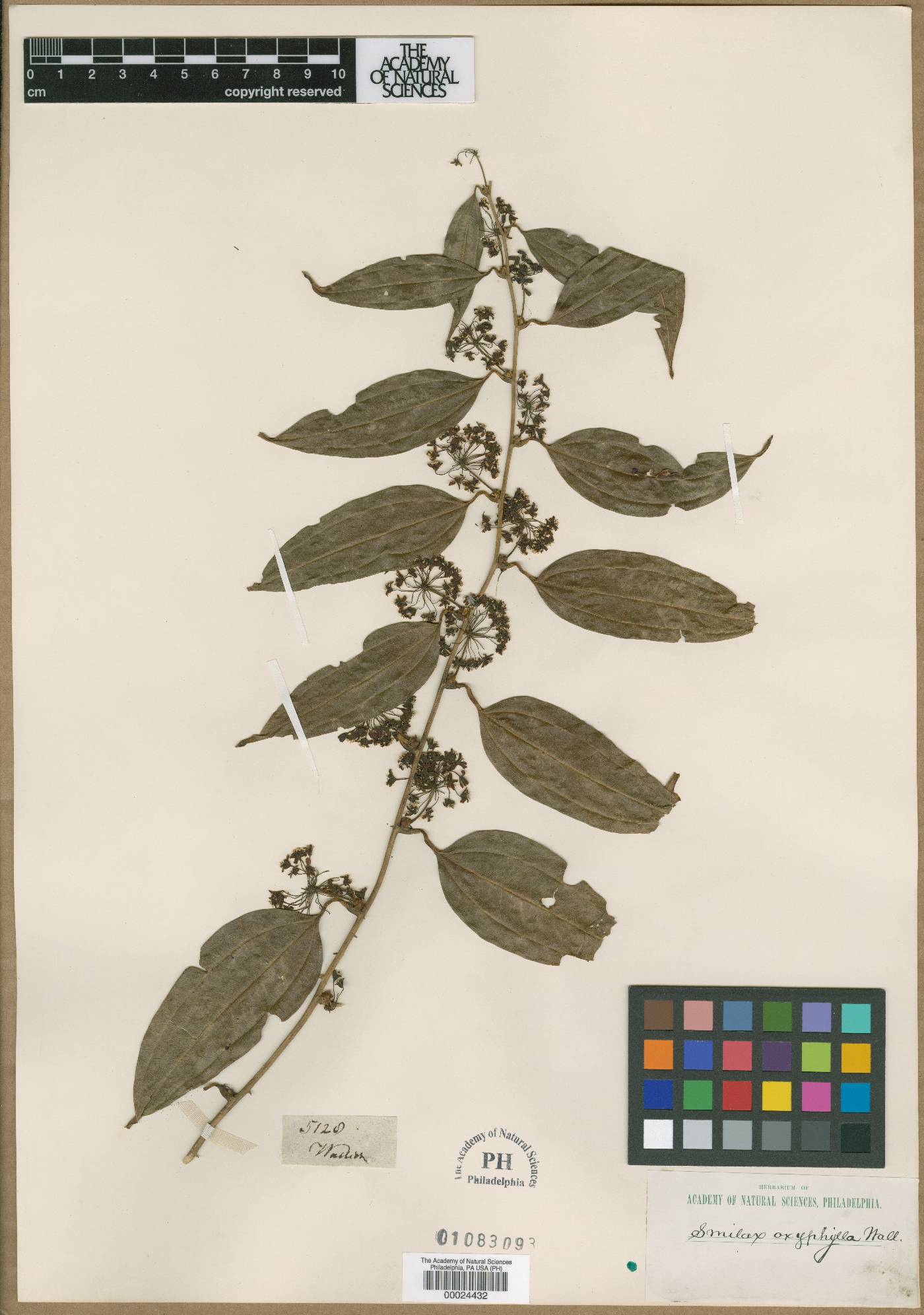 Smilax roxburghiana image