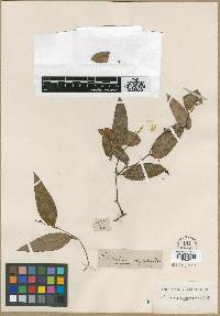 Smilax roxburghiana image