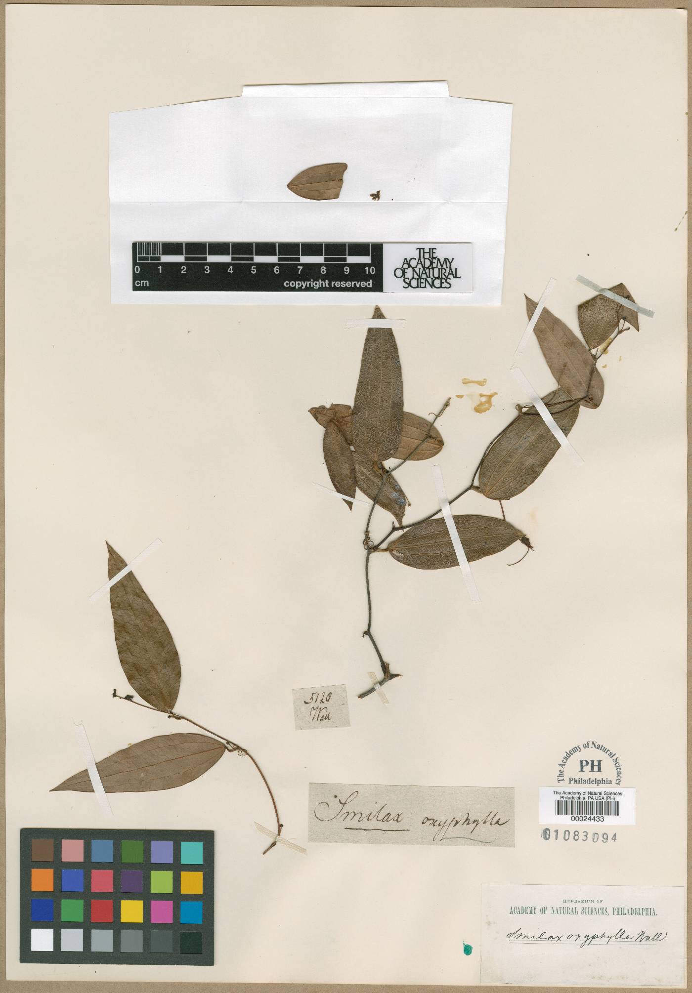 Smilax roxburghiana image