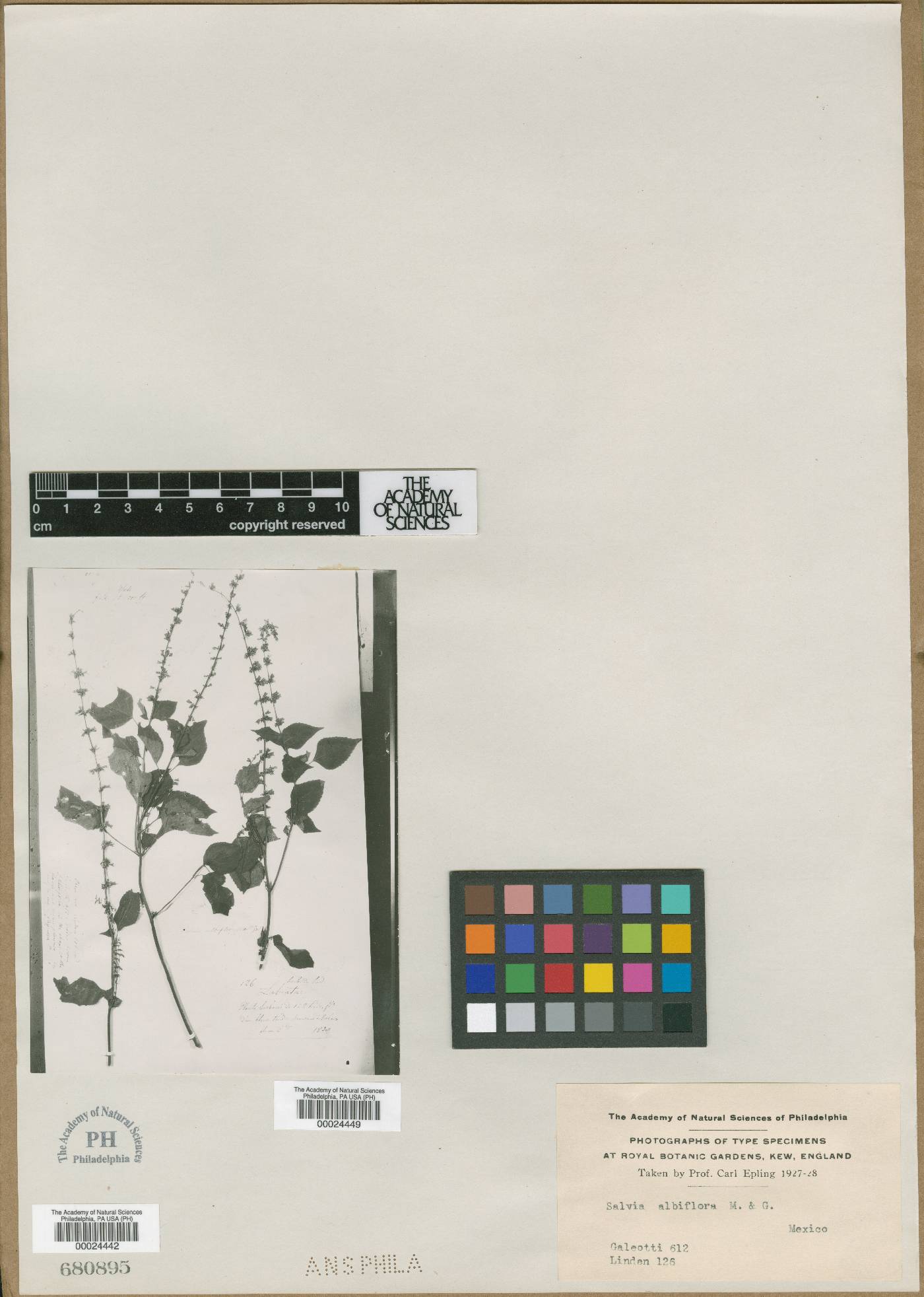 Salvia albiflora image