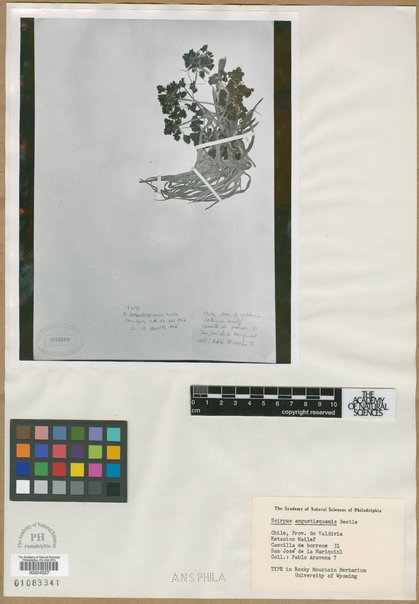 Scirpus angustisquamis image