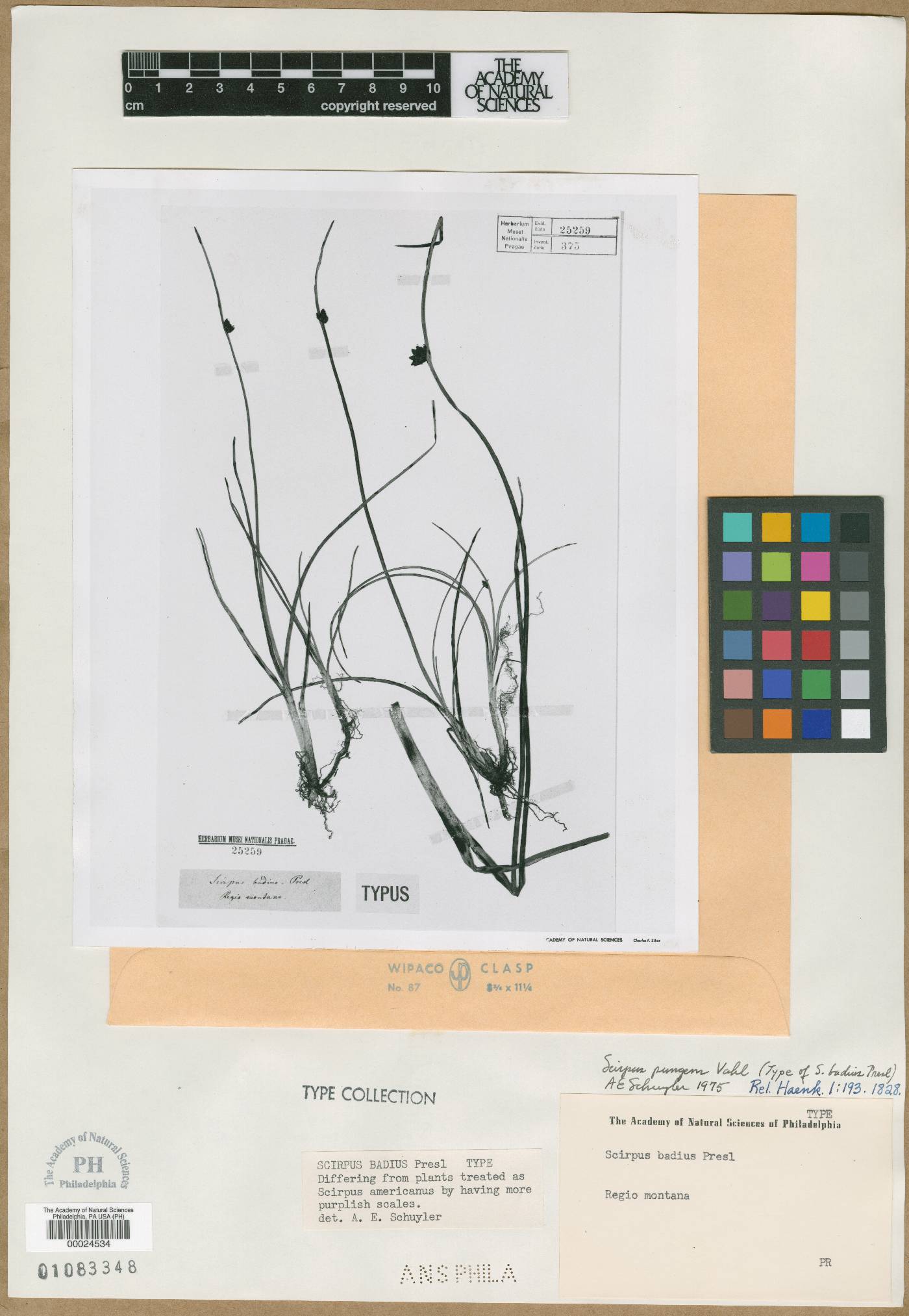 Schoenoplectus pungens var. badius image