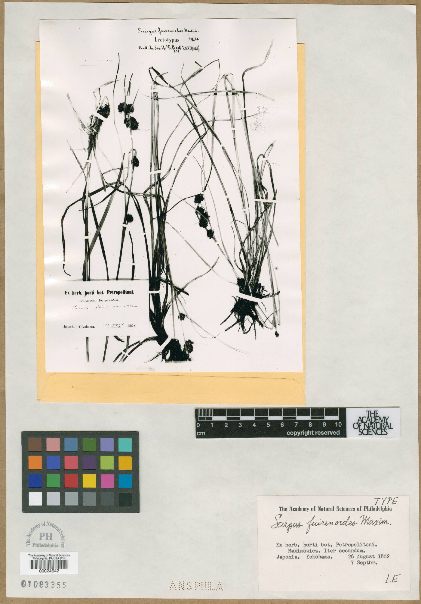 Scirpus fuirenoides image