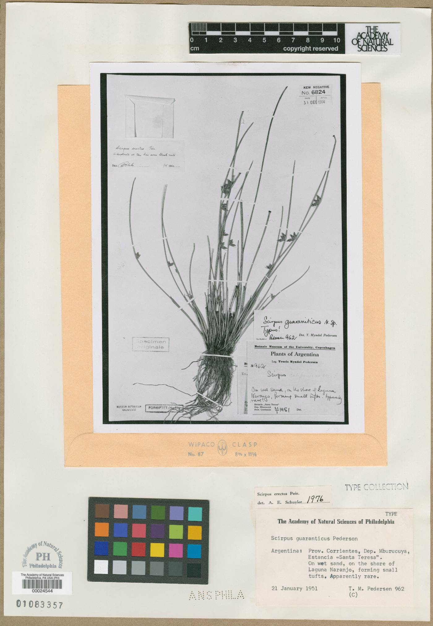 Schoenoplectiella supina image