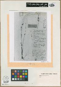 Image of Scirpus lateralis