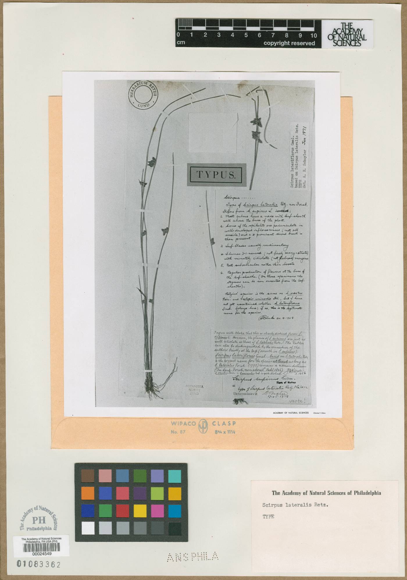 Scirpus lateralis image