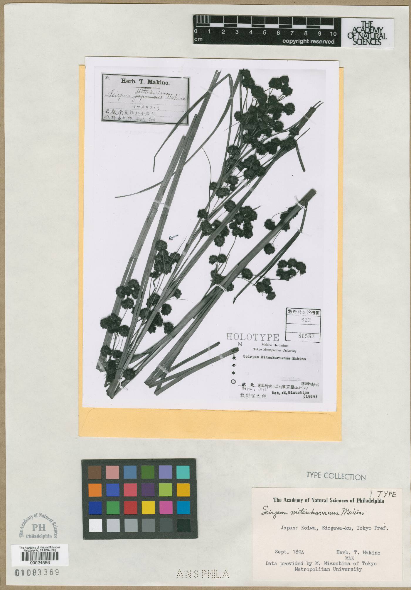 Scirpus mitsukurianus image