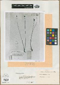 Image of Scirpus monophyllus